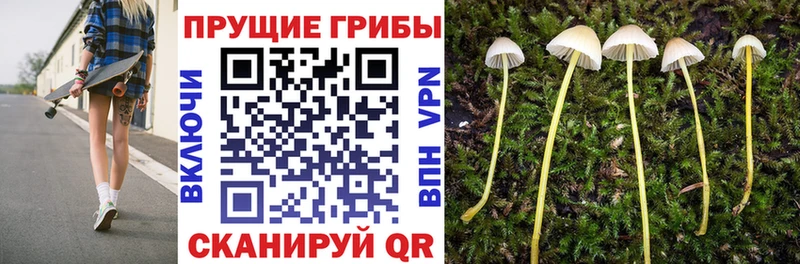 Купить где  Гуково  Псилоцибиновые грибы Cubensis 